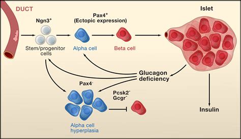 beta cells diabetes|Swapping alpha cells for beta cells to treat diabetes.